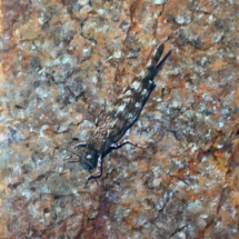 Grasshopper on Granite